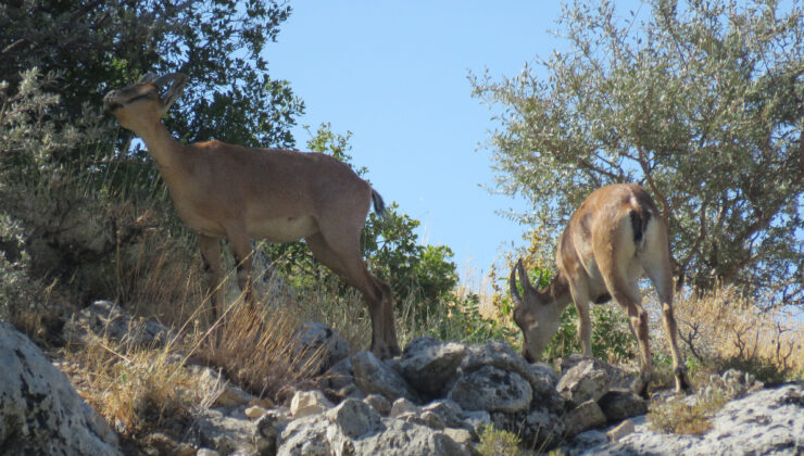 Kahramanmaraş Ahır Dağı’nda ala geyik sürüsü görüntülendi