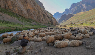 Karnelerini alan çocuklar, Hakkari’nin yaylalarında göçer ailelerine takviye oluyor