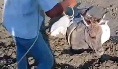 Kars’ta çamura saplanan eşek kurtarıldı
