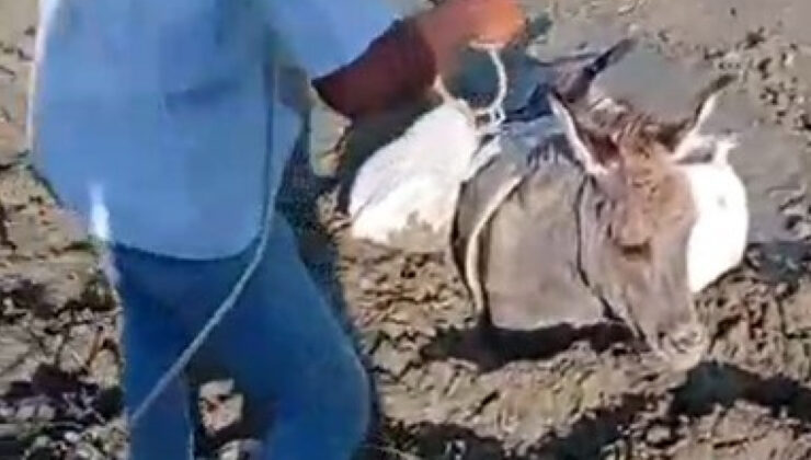 Kars’ta çamura saplanan eşek kurtarıldı