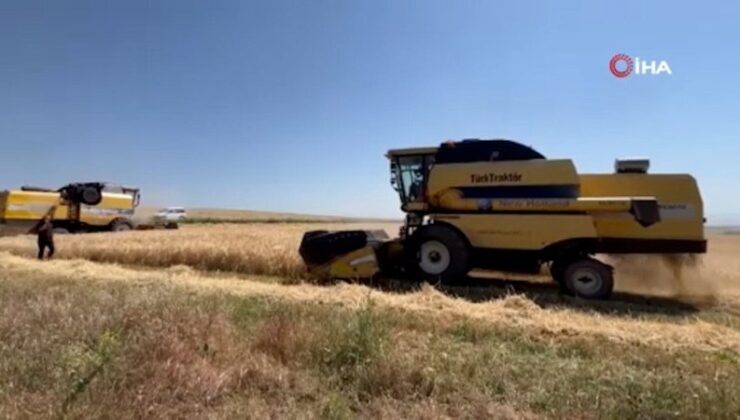 Kars’ta Cet tohumu arpa ile rahmet fışkırdı