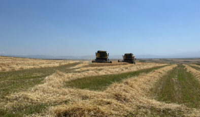 Kars’ta Cet tohumu arpa ile rahmet fışkırdı