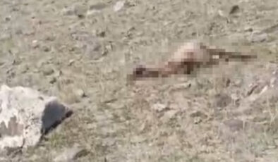 Kars’ta kurt saldırısı: Onlarca koyun telef oldu