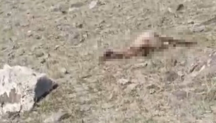 Kars’ta kurt saldırısı: Onlarca koyun telef oldu