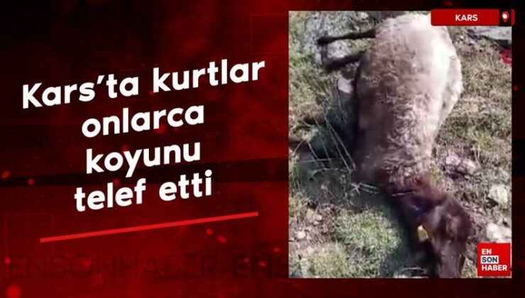 Kars’ta kurtlar onlarca koyunu telef etti