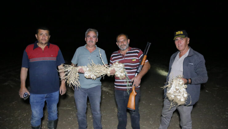Kastamonu’da çiftçiler sarımsaklar çalınmasın diye gece nöbet tutuyor