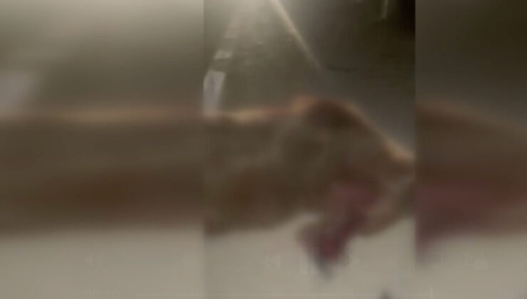 Kastamonu’da kamyonetin çarptığı ayı ve 3 yavrusu öldü