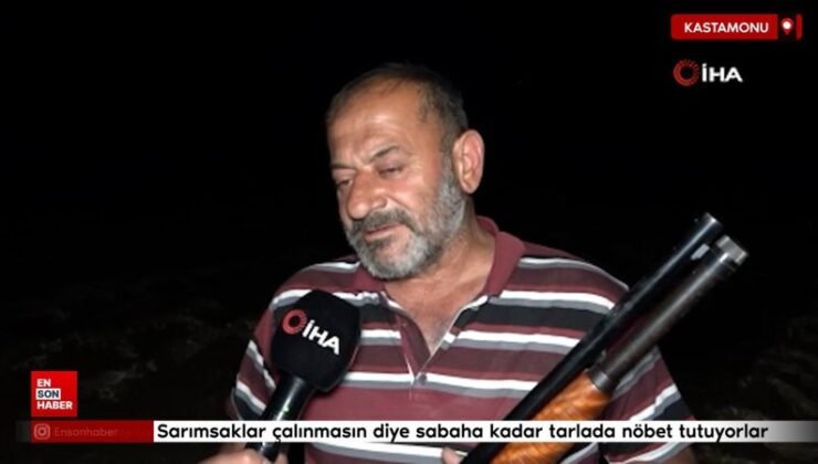 Kastamonu’da sarımsaklar çalınmasın diye sabaha kadar tarlada nöbet tutuyorlar