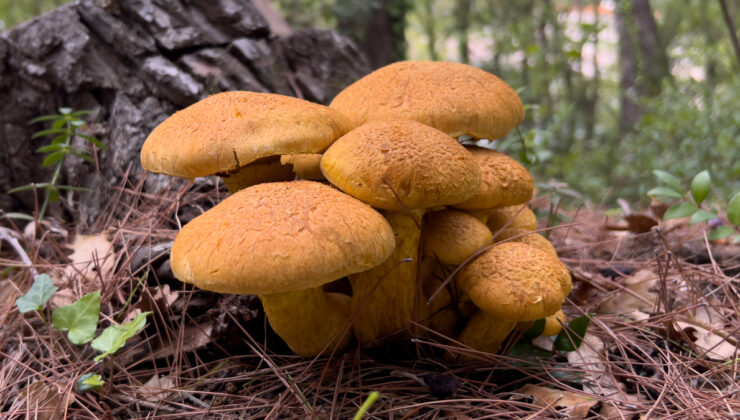 Katiyen tüketilmemesi gereken 4 mantar tipi