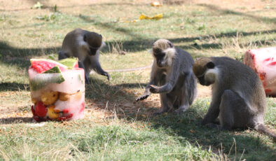Kayseri’de maymunlara meyve kokteylli serinlik