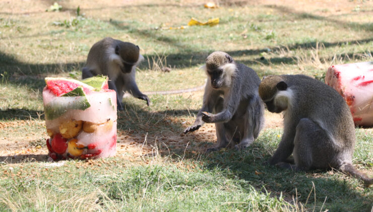 Kayseri’de maymunlara meyve kokteylli serinlik