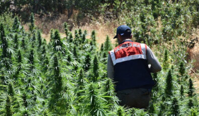 Kenevir operasyonu! Samsun’da 5 bin 230 kök ele geçirildi