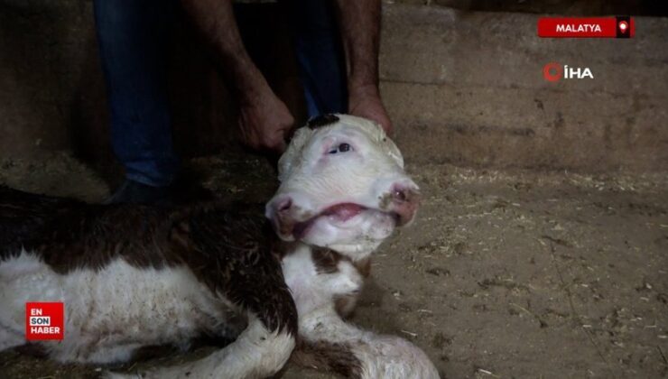 Malatya’da çift başlı doğan buzağı şaşırttı