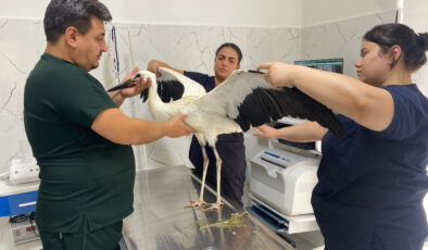 Manisa’da susuzluktan bitkin düşen leylek tedavi edildi