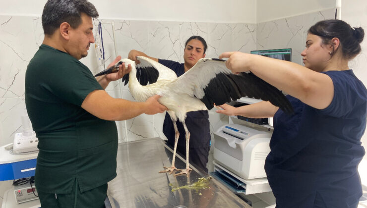 Manisa’da susuzluktan bitkin düşen leylek tedavi edildi