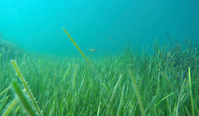Marmara Denizi çalışmalarından sevindiren haber: Müsilaja rastlanmadı