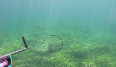 Marmara Denizi’nde bir birinci: Caretta caretta  görüntülendi