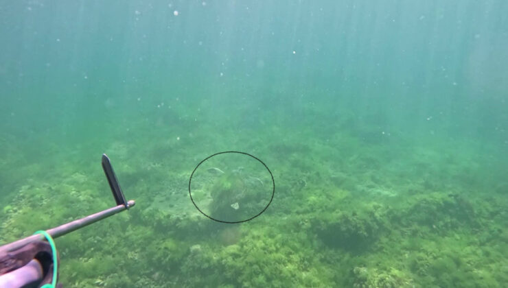 Marmara Denizi’nde bir birinci: Caretta caretta  görüntülendi