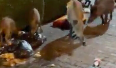 Marmaris’te iki gencin sokakta çektiği görüntü: Domuz dolu