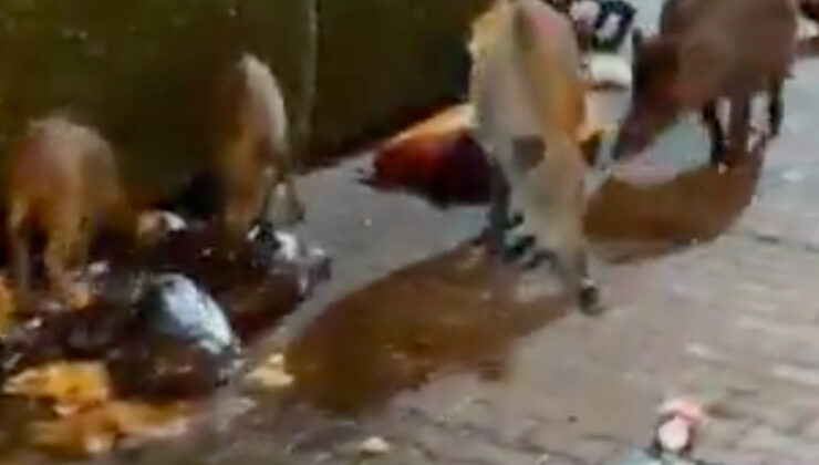 Marmaris’te iki gencin sokakta çektiği görüntü: Domuz dolu