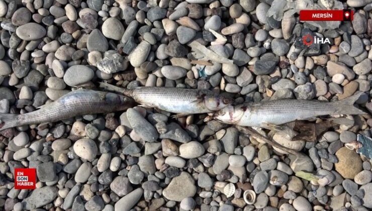 Mersin kıyılarında endişelendiren manzara