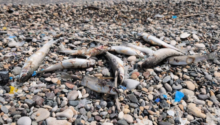 Mersin’de balık vefatları