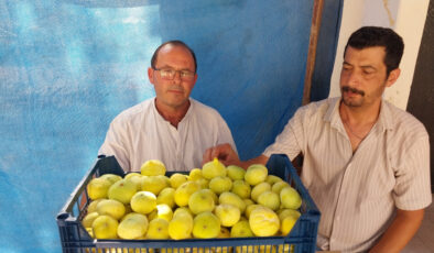 Mersin’de beyaz incir altın yılını yaşıyor
