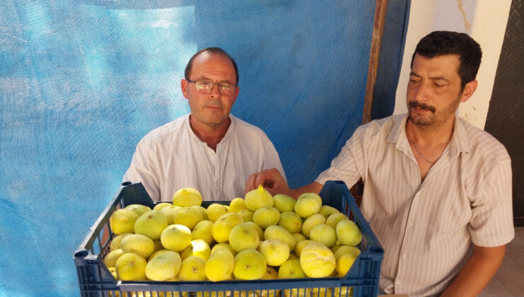 Mersin’de beyaz incir altın yılını yaşıyor