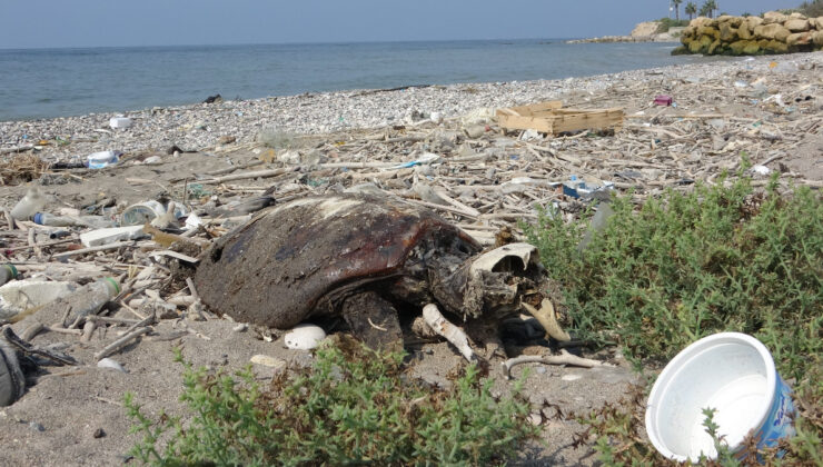 Mersin’de kıyıya binlerce meyyit balık vurdu