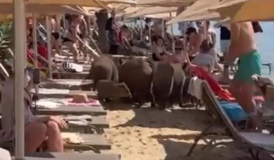 Muğla’da domuzlar denize girerek serinledi: Bahamalar’da birlikte yüzüyorlardı