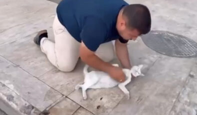 Niğde’de arabanın çarptığı kediyi yapay teneffüs ve kalp masajı ile kurtarmaya çalıştı