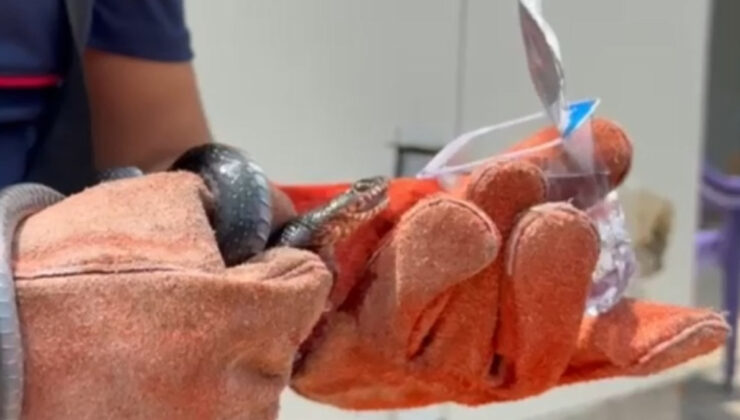 Osmaniye’de enteresan olay: Yakaladığı yılana su içirdi