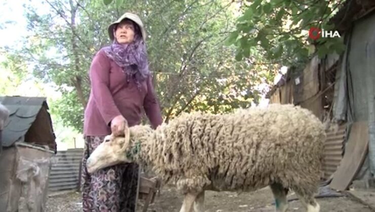 Pendik’te sokak köpekleri ağıla girdi: Koyunlar telef oldu