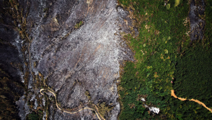 Sakarya’da çıkan yangında ormanlar kül oldu