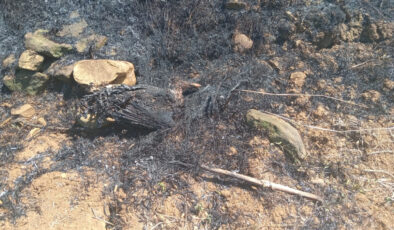 Samsun’da kartalın elektrik tellerine çarpmasıyla çıkan yangın söndürüldü