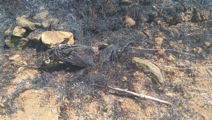 Samsun’da kartalın elektrik tellerine çarpmasıyla çıkan yangın söndürüldü