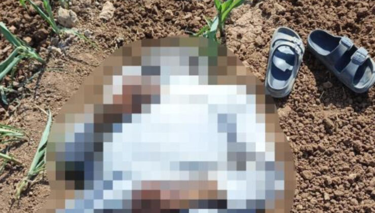 Şanlıurfa’da mısır tarlasında erkek cesedi bulundu