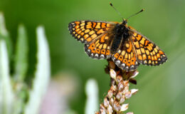 Sarıkamış’ta ‘kelebek mevsimi’