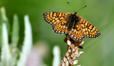 Sarıkamış’ta ‘kelebek mevsimi’