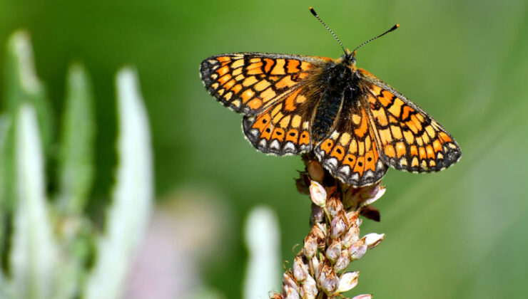 Sarıkamış’ta ‘kelebek mevsimi’