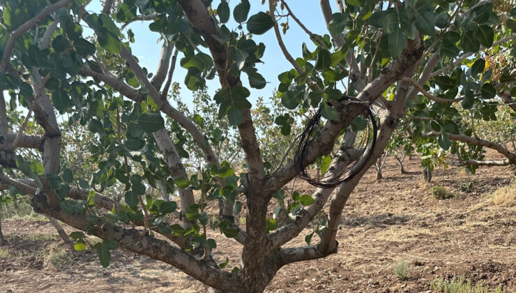 Siirt’te fıstık bahçelerinde çok sıcaklık alarmı
