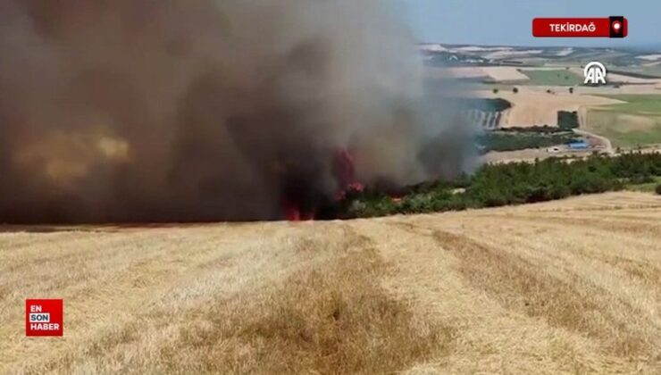 Tekirdağ’da anız yangını ormana sıçradı