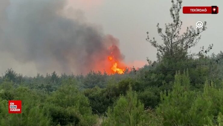 Tekirdağ’da anız yangını ormana sıçradı