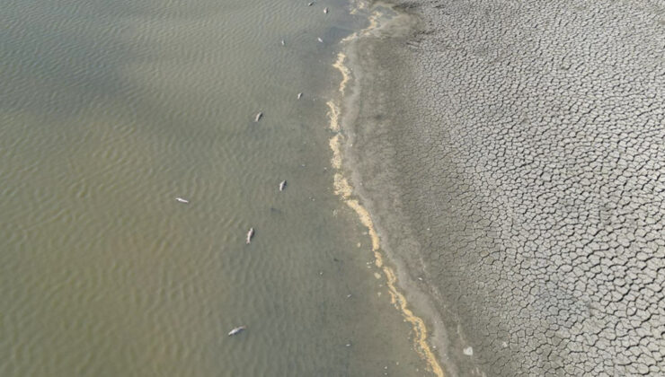 Tekirdağ’da kuraklık çok sayıda balık vefatlarına sebep oldu
