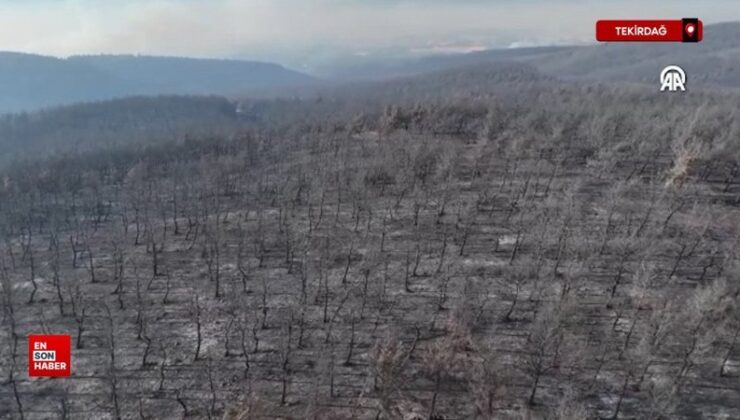 Tekirdağ’da ormanlık alan yangından etkilendi