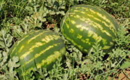 Temizlenmeyen kavun ve karpuz besin zehirlenmesine yol açabiliyor