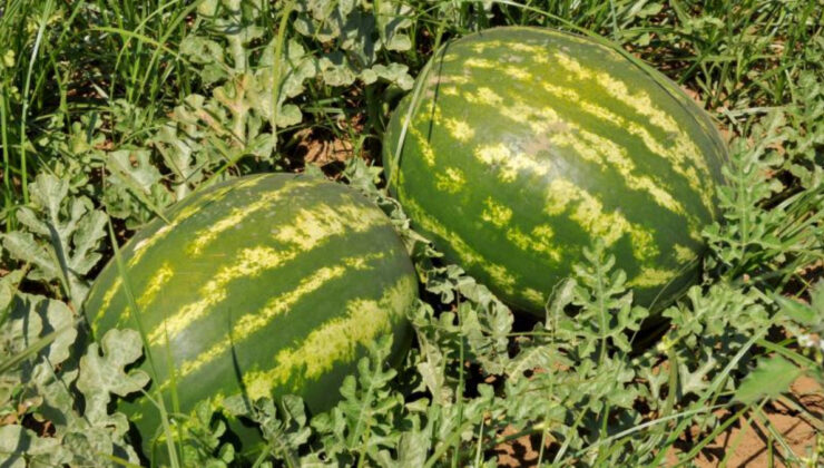 Temizlenmeyen kavun ve karpuz besin zehirlenmesine yol açabiliyor