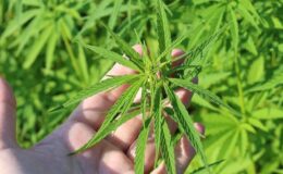 Tıbbi kenevir nedir? Tıbbi kenevir ne işe fayda?