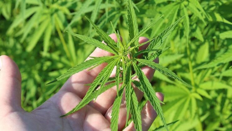 Tıbbi kenevir nedir? Tıbbi kenevir ne işe fayda?