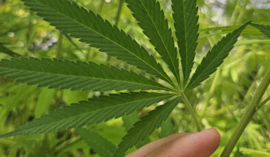 Tıbbi kenevirin eczanelerde satışı yakında mümkün olacak